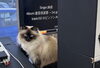 爪痕犯人「猫の爪痕で穴だらけになったデモボード張り替え」
