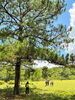 「Tour từ TP.HCM: Bạn đã từng thử trekking tại Đà Lạt?」