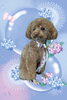 「Dog salon mofu mofu　余市町」