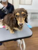 苦手なドライヤー最後まで頑張ってくれました♡「今日のわんちゃん✿（西京区トリミングサロン・ペットホテル・訓練）」