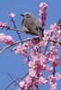 ヒヨでした。「菜の花が咲きました。」