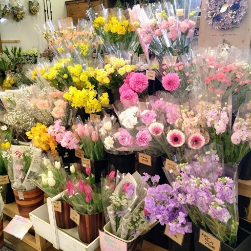 「【はなやホック皆生店】春の花々」