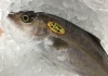 「魚魚市場鮮魚コーナーおすすめは「マングローブガニ」です♪」