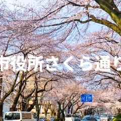 ■桜特集■【市役所さくら通り】相模原市内でも有数の桜の名所