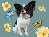 「Dog salon mofu mofu　余市町」