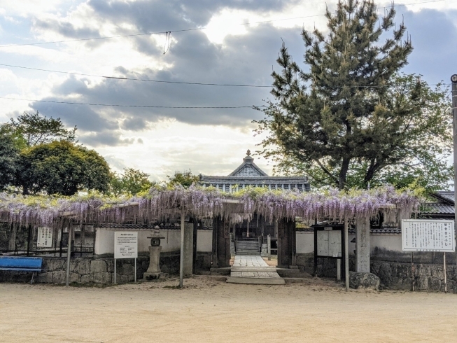 「【西条市喜多川】禎祥寺（観音堂）の藤が咲きはじめています♪」