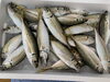 「本日鮮魚入荷いたしました。(7月27日貝🦪フェスティバル決定致しました)」
