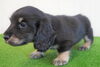 「ミニチュアダックス子犬情報」