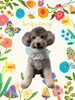 「Dog salon mofu mofu　余市町」