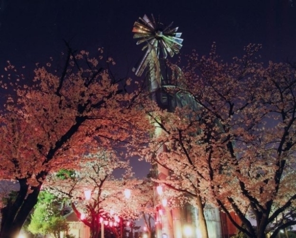 桃山公園　さくらまつり／大府市「桜まつり始まってます　大府市／東海市」