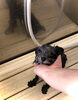 シャンプー中〜「ファースト・トリミング　（＾ν＾）」