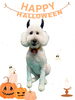 「Dog salon mofu mofu　余市町」
