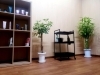 観葉植物も育ってます♪「「ジャズやボサノバで癒されてください♪/仙台/駅前/青葉区/北目町通り/五橋/個室/理容室/床屋/メンズカット/月曜日営業/シェービング/お顔剃り/シャンプー/」」