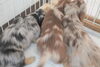「ミニチュアダックス子犬情報」