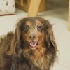 ライラちゃん「今日のお友達」