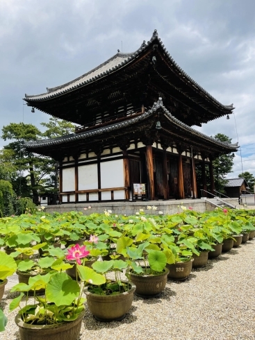 本堂と蓮「喜光寺さんは只今、蓮の花が咲き誇っています！」