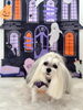 すももちゃん「Happy Halloween 2026🎃」