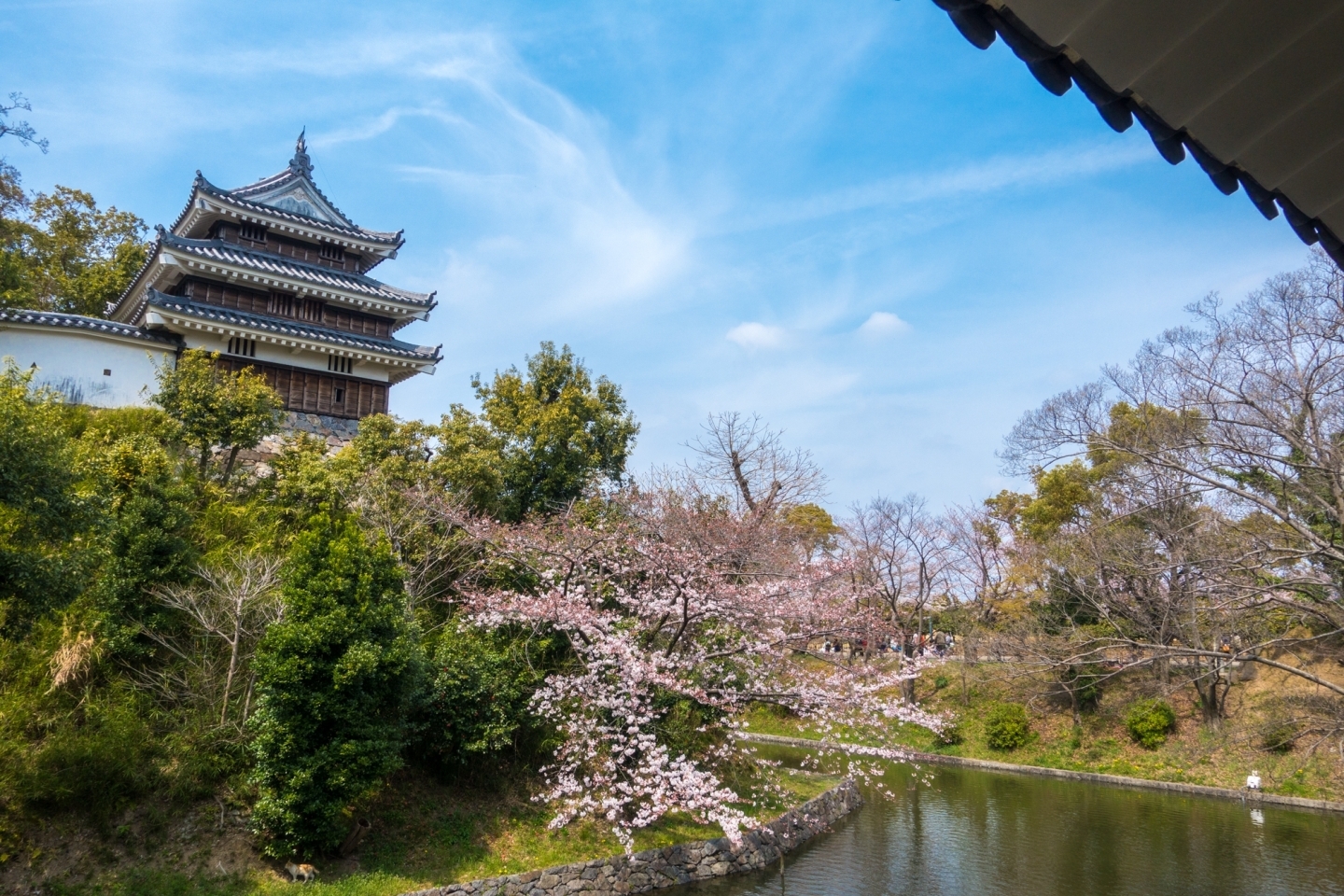 お抹茶と一緒に楽しめる歴史公園の桜