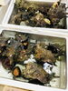「魚魚市場鮮魚コーナーおすすめは「ヒオウギ貝・サザエセット」です♪」