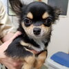 チワワ オス「【WAN'S】新しいわんちゃん3匹のご紹介♪」