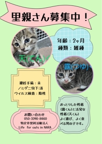 壁からレスキューの2匹里親さん決定！「猫に困ったらご相談を、サポートさせていただきます(活動地域は主に奈良県中南部、それ以外もご相談下さい」
