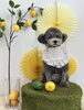 ぷっかくん「わんことレモン🍋」