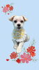「Dog salon mofu mofu　余市町」