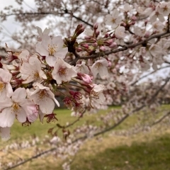 八千代の新川大橋桜並木あたりをひとりでお花見してきた。