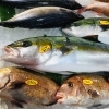 「魚魚市場鮮魚コーナーおすすめは「天然ヒラメ・天然ヒラス・クロムツ」です♪」