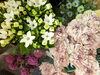 春のお花　ブバルディア、アゲラータムなど「かわいいポンポンガーベラ　入荷しました」