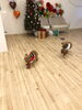 待って〜　一生懸命なにこくん「ましゅまろ幼稚園　^o^」