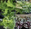 「観葉植物続々入荷中です！」