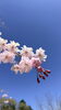 「桜終わったね…我が子とあと何回、一緒に桜を見られるでしょうか」