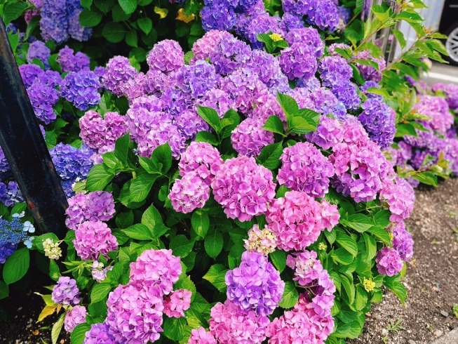 「ハートの紫陽花」