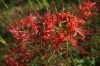 赤色が鮮やかな彼岸花