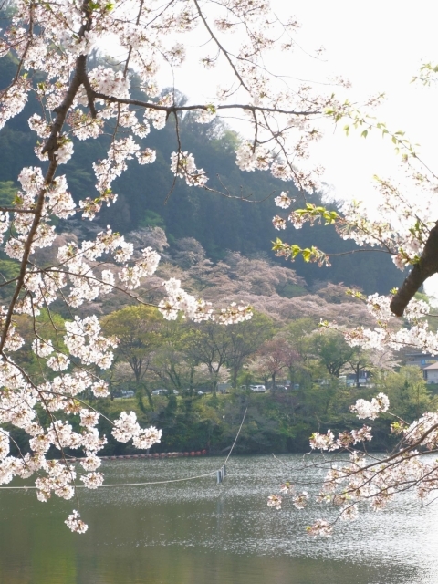 津久井湖と桜。そして対岸の桜も一緒に。
