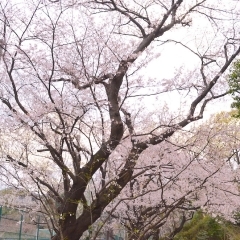 【横浜市港北区のお花見スポット】松の川緑道