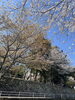 石垣「津市一志町波瀬神社　桜情報❗️」