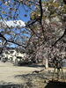 神社境内「🌸草加市のさくら開花状況🌸」