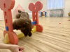 もっちーちゃん　オヤツに向かって斜め跳び😆「ましゅまろ幼稚園🐾」