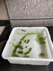 メダカも皆さまのご来店をお待ちしています(^_^)「10月定休日のおしらせ」
