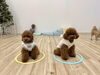 マテ練習中💕「ましゅまろ幼稚園🐾」