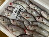 「鮮魚パックいろいろ販売中‼️〆鯖も販売致します🐳」