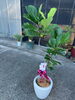 「開店祝いや贈り物におすすめの観葉植物ギフトのご紹介」