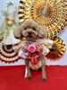 リリちゃん「Happy New Year」
