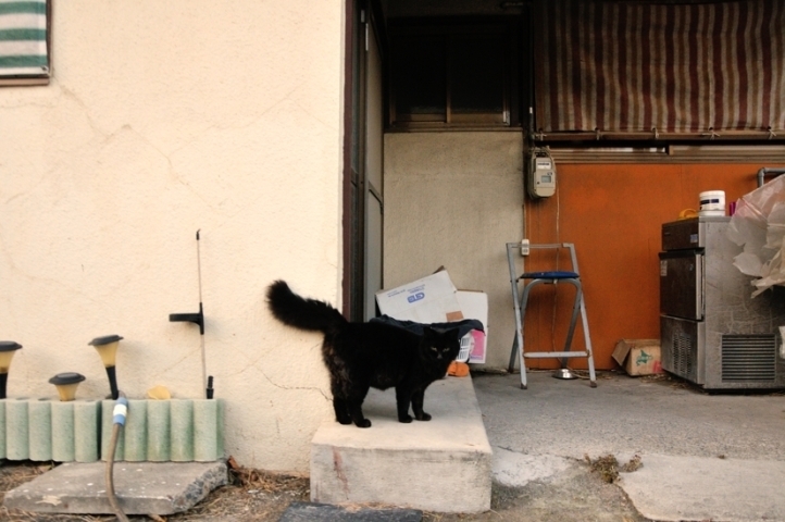 太いシッポの黒猫 楽しくなさそうにはしていない猫 まいぷれ 船橋市