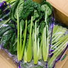 「この葉物野菜はなーんだ？？」