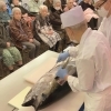 【親光のエントランス】マグロ解体ショーの様子③「【イベントで彩る日々】特別養護老人ホームの素敵な時間　」