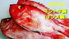 【絶品！】【島根県産キントキ鯛(キンメ鯛)】「○本日のお刺身【定置もん！朝どれ！島根県産天然ブリ】【島根県産キントキ鯛(キンメ鯛)】」