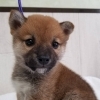柴犬　オス